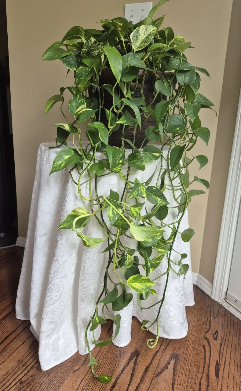 Large Golden Pothos in Decorative Planter