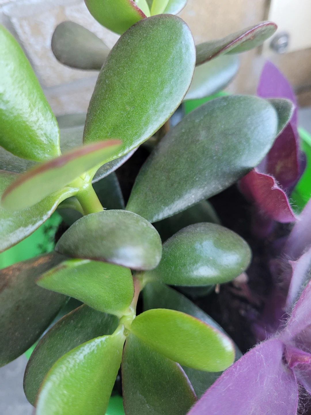 Jade plant and purple heart in pot - photo 2