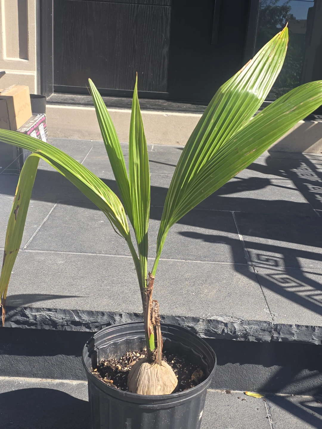 Coconut Palm Tree.  2 gallon pot
