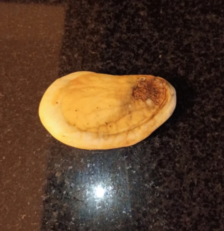 Natural Mango Pit - photo 2