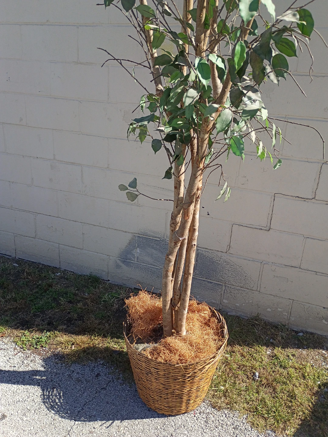 Artificial Ficus Tree in Wicker Basket - photo 2