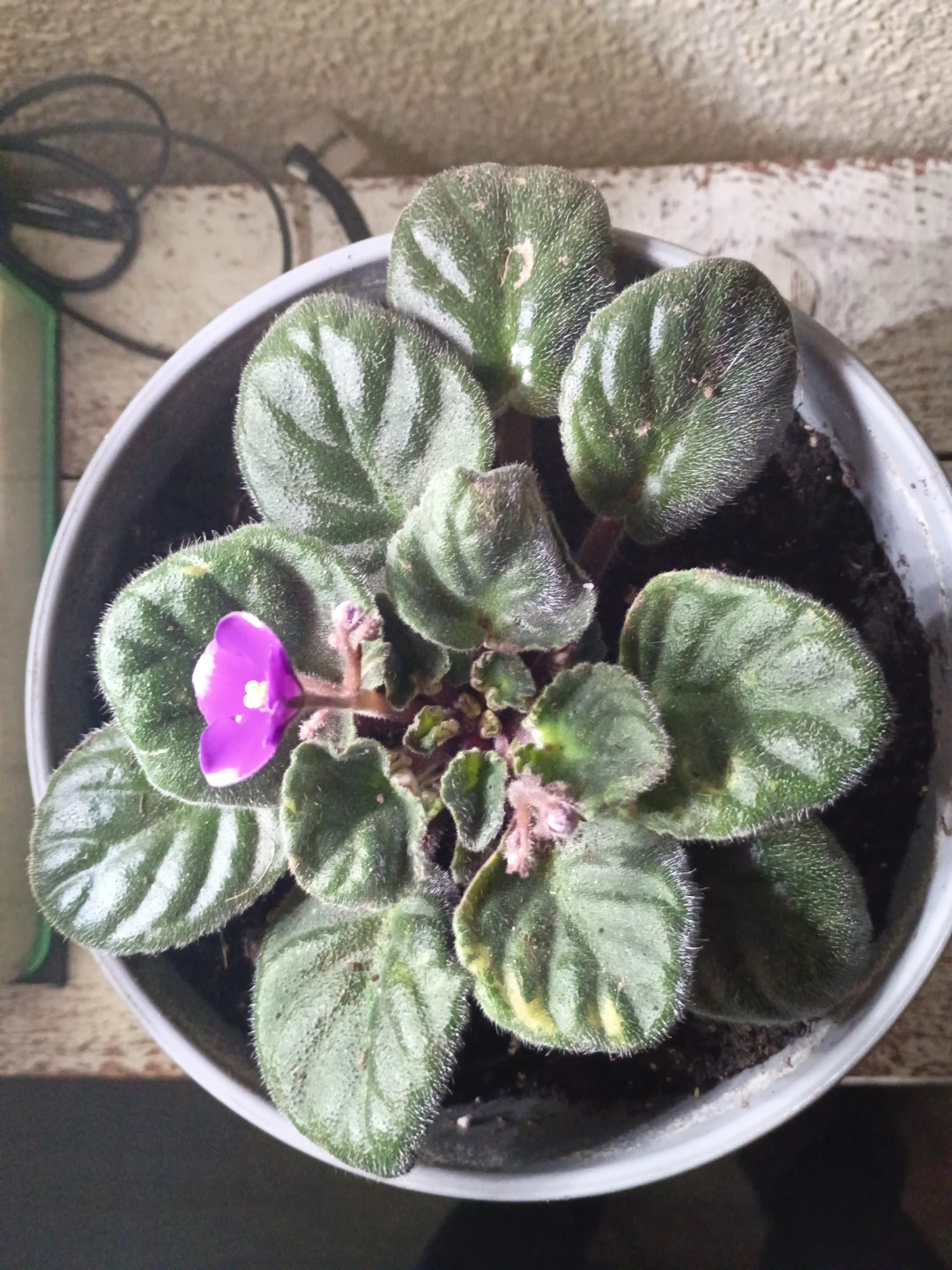 African Violet plant in grey pot - photo 3