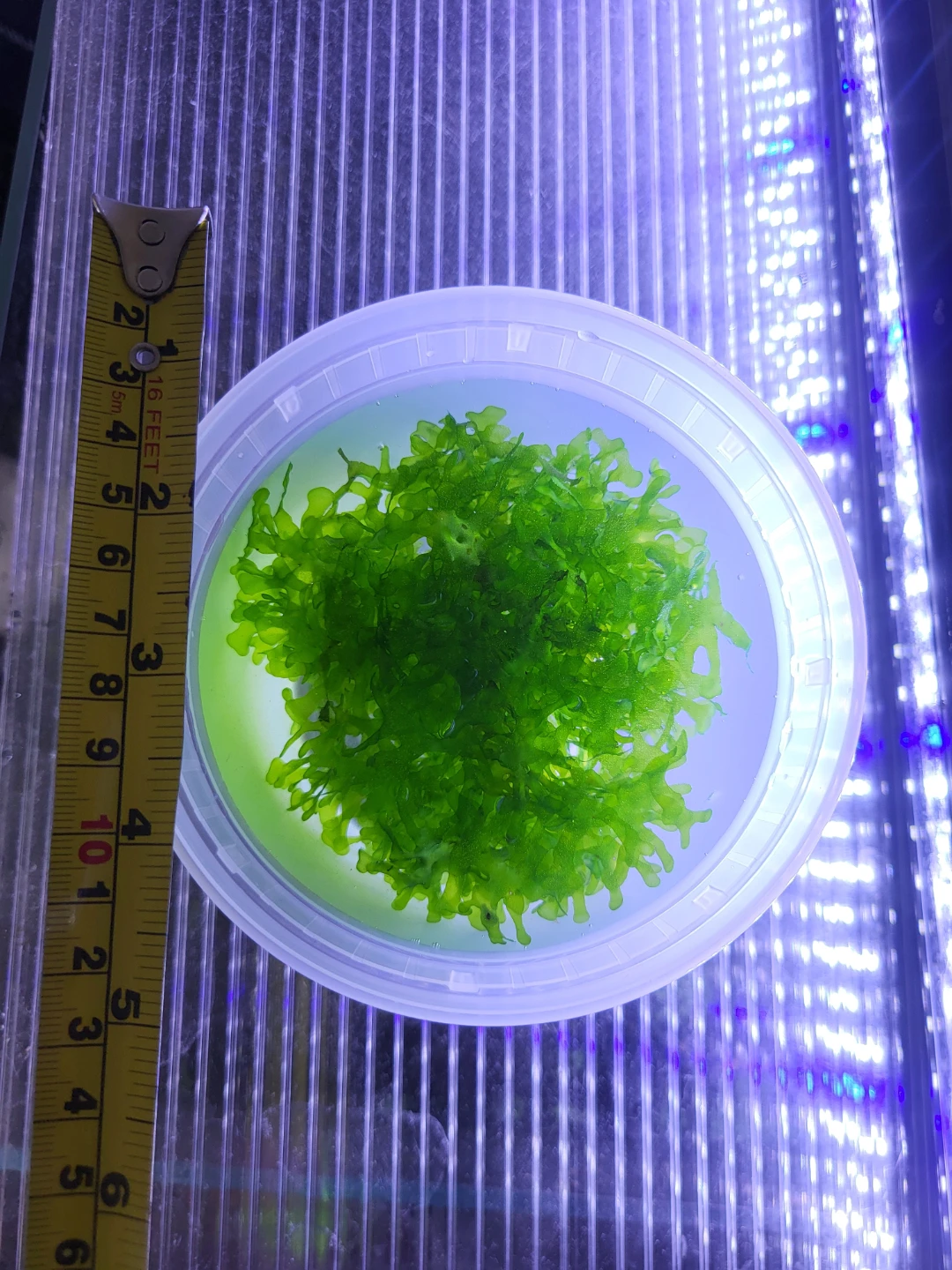 Freshwater Aquarium Subwassertang Plant