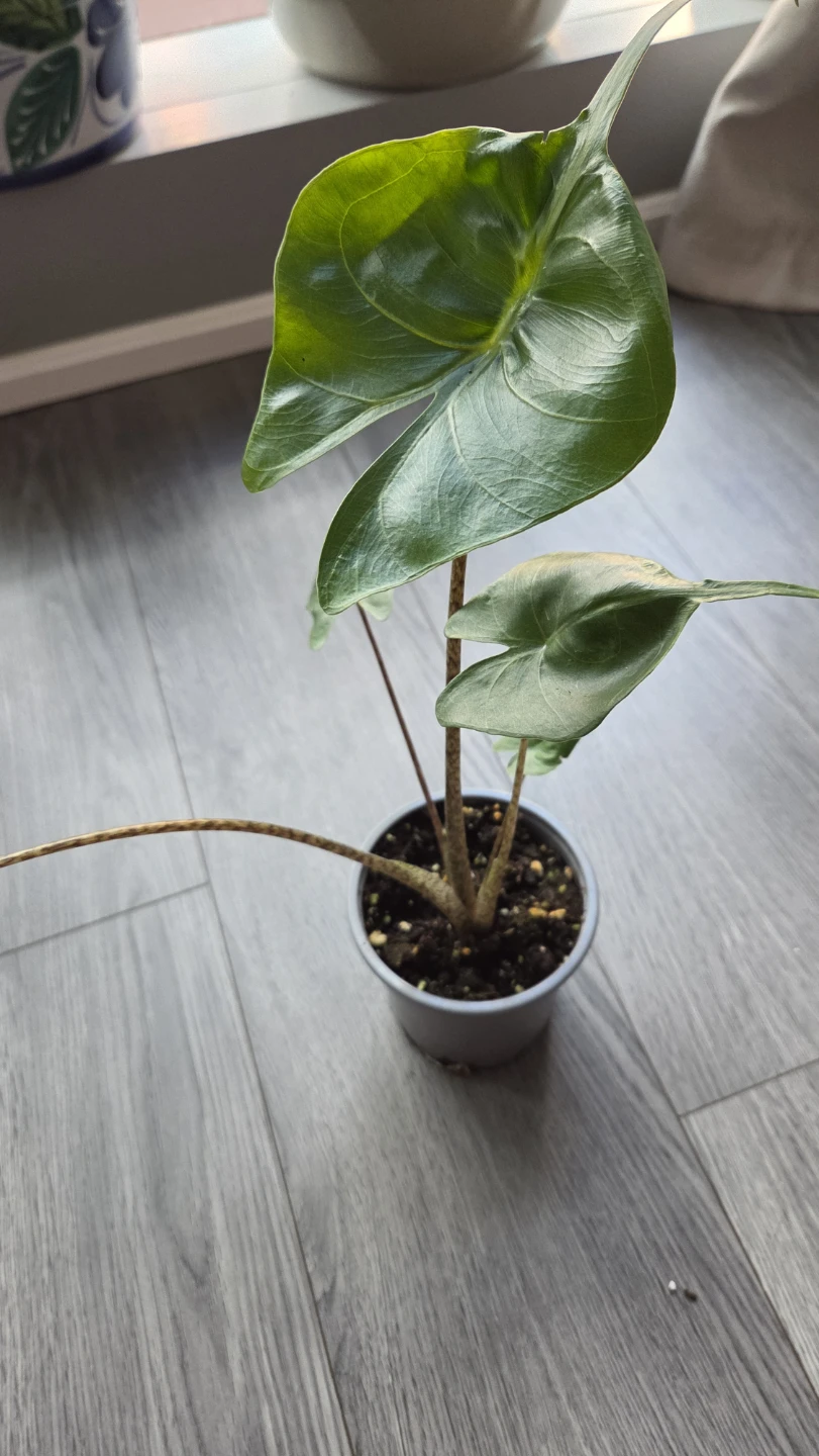 Alocasia Stingray - photo 4