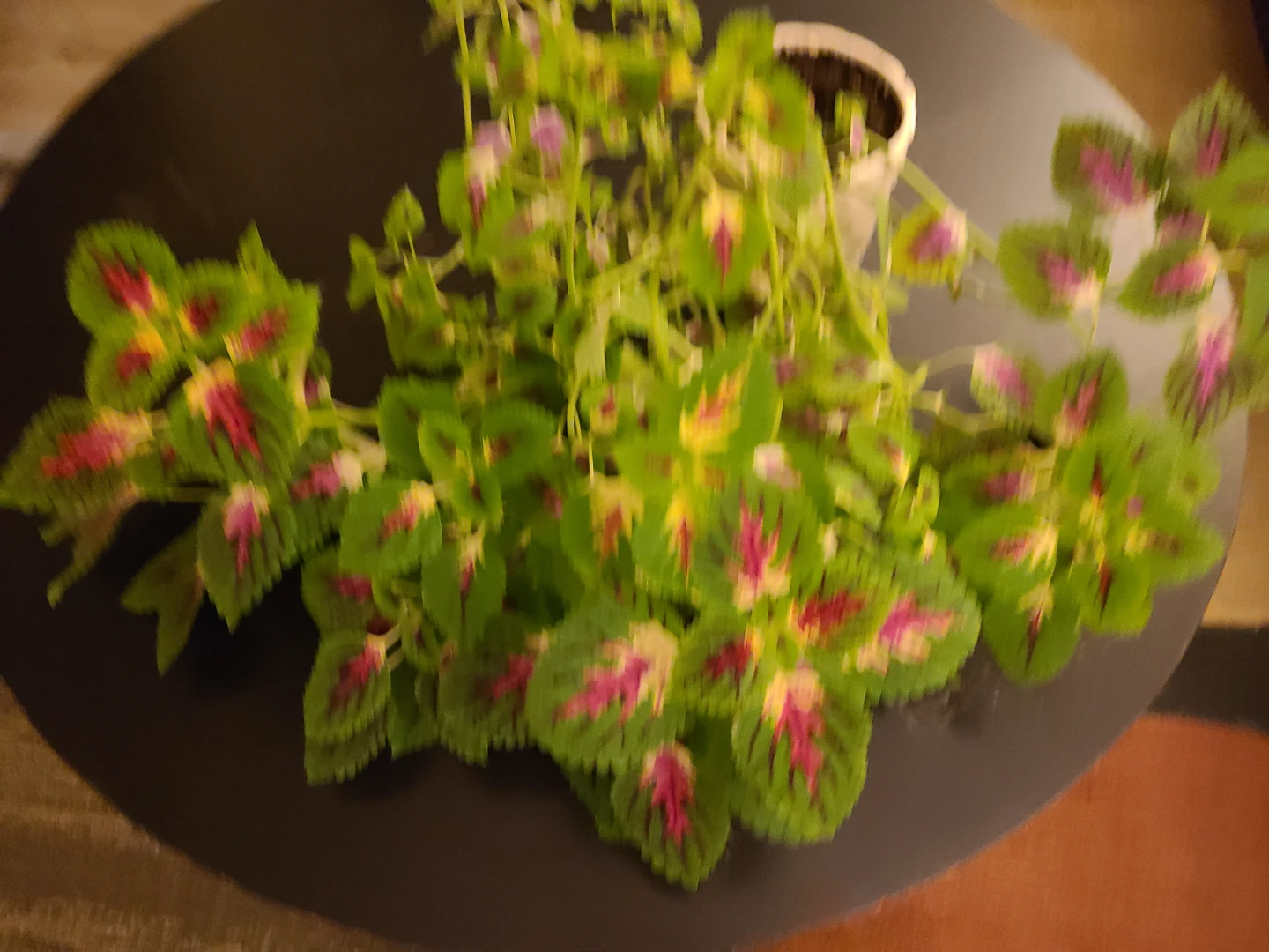 Large Coleus plant with decorative foliage - photo 2