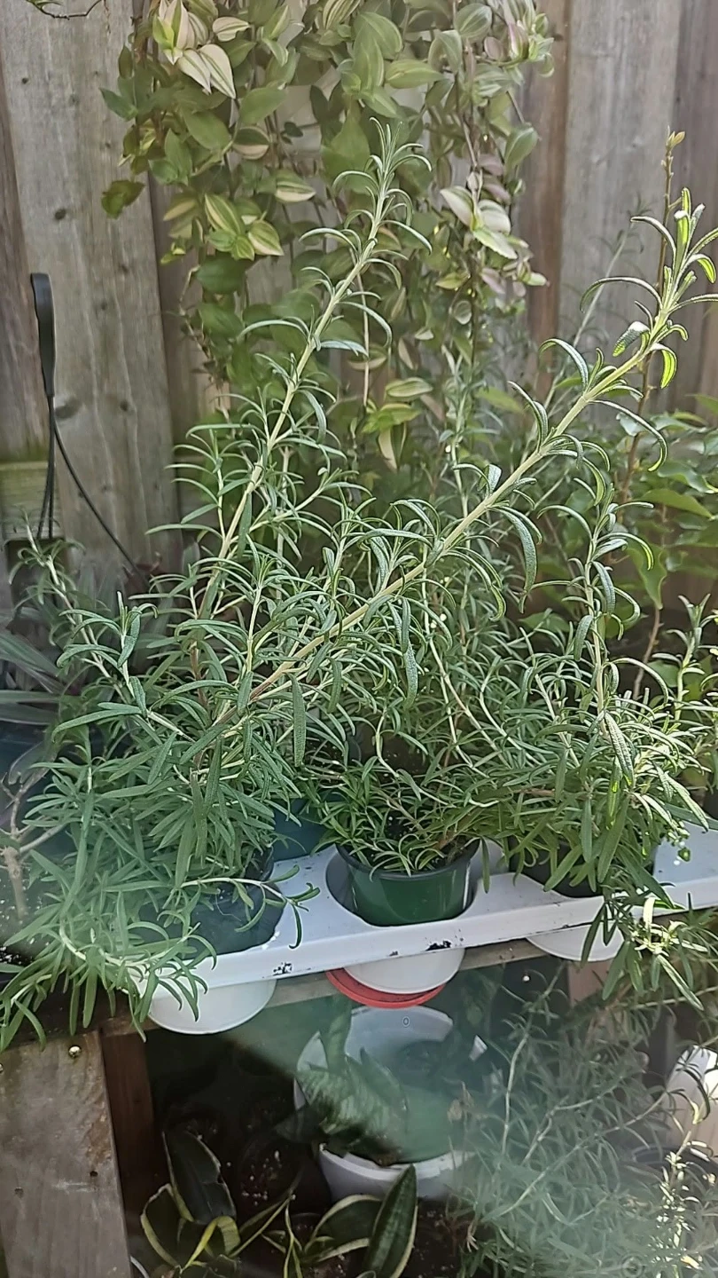 Rosemary Plant special offers