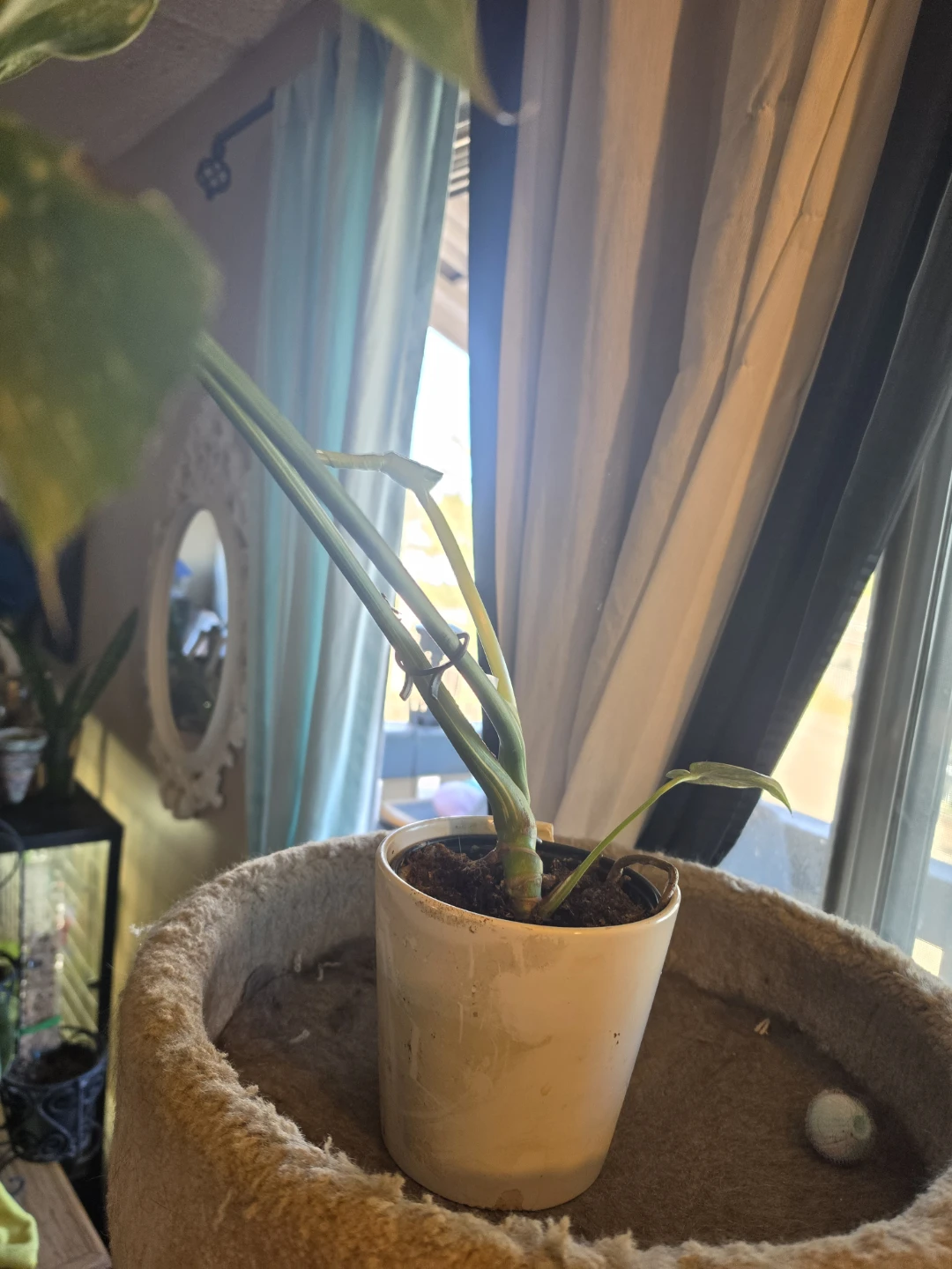 Variegated Monstera Thai Constellation - photo 5