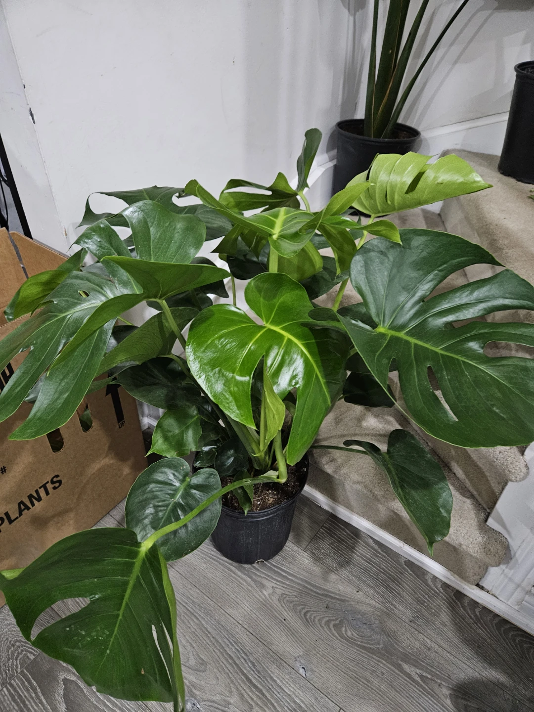 Monstera Deliciosa Houseplant