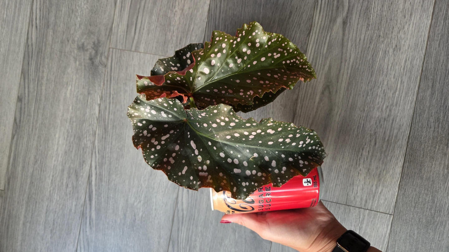 Begonia Crackling Rosie Plant - photo 4