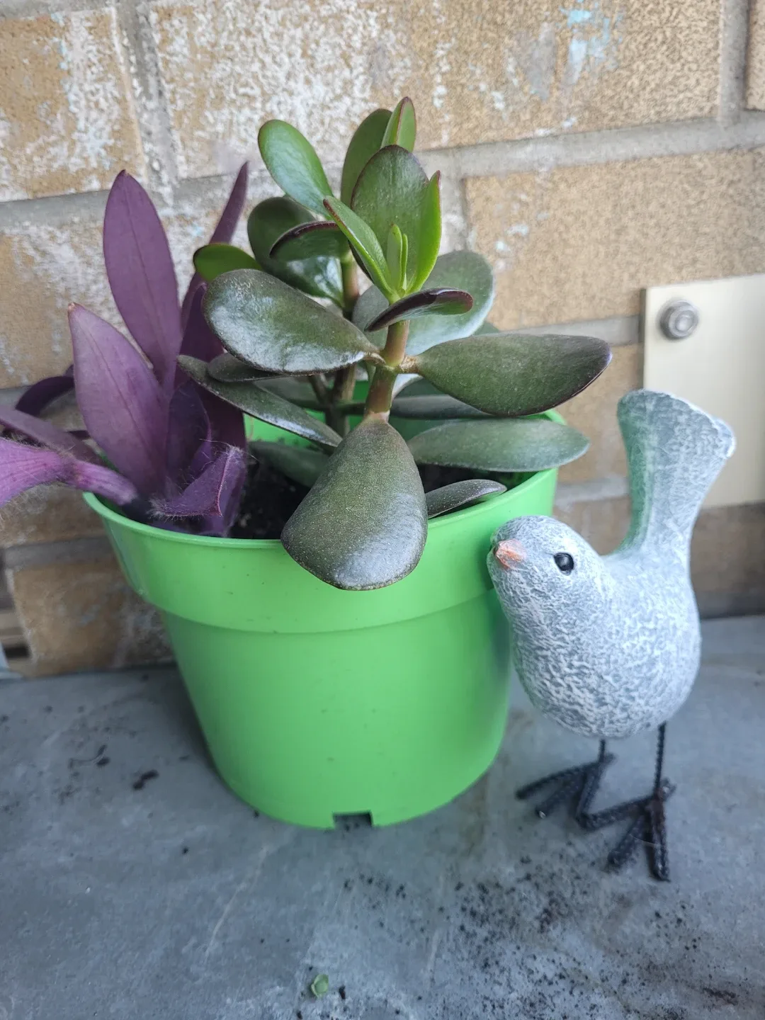 Jade plant and purple heart in pot - photo 5