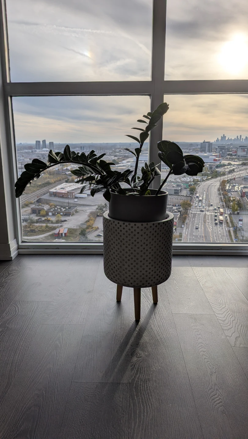 Mature 4-Year-Old ZZ Plant in Stylish Mid-Century Tripod Pot