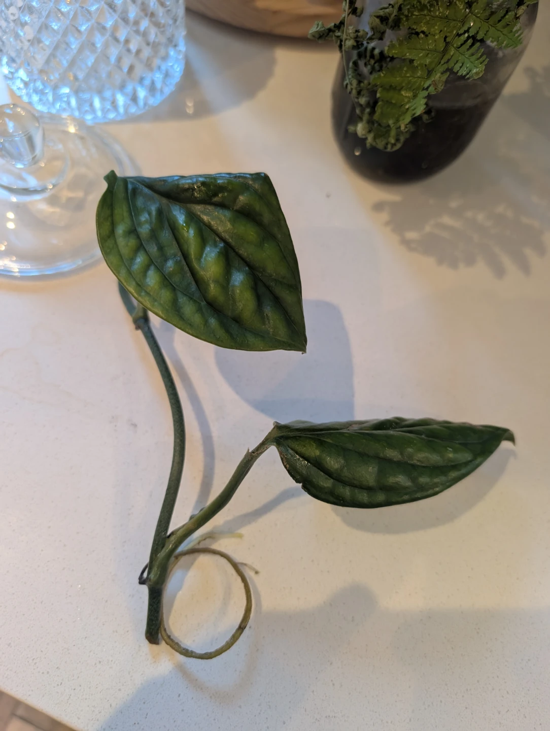 Monstera Peru plant cutting - photo 2