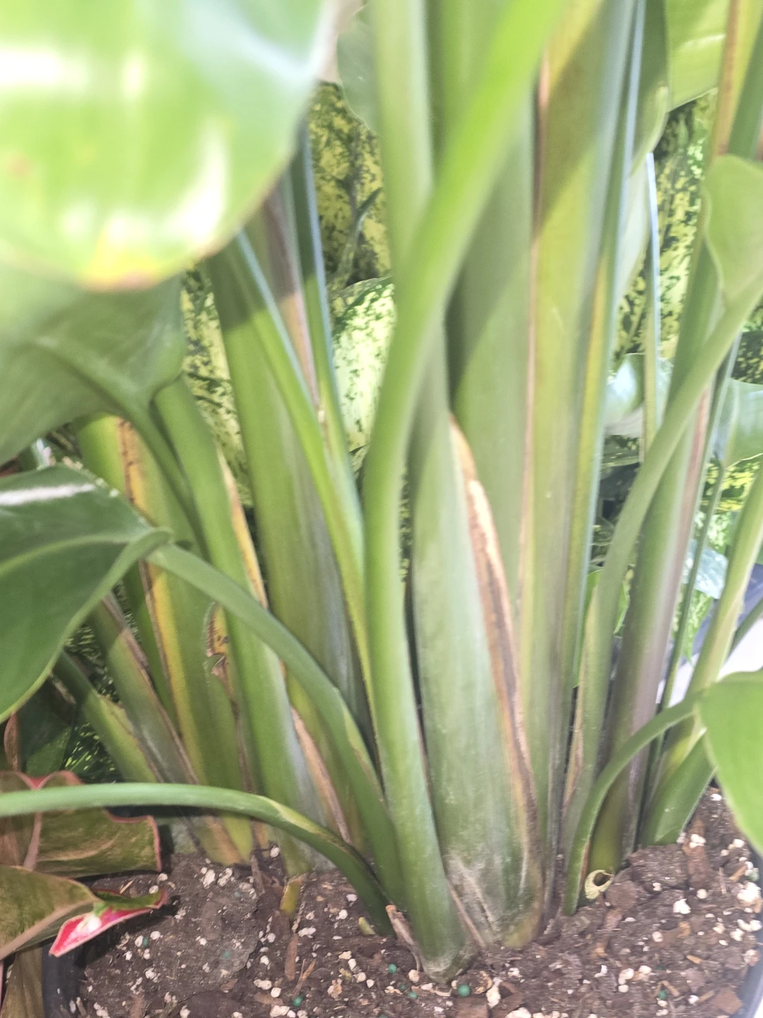 Bird of Paradise multiple plant pot.  5 feet - photo 4