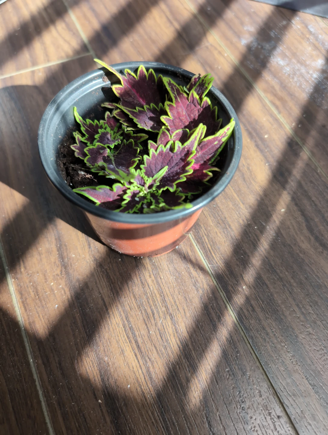 Coleus plant