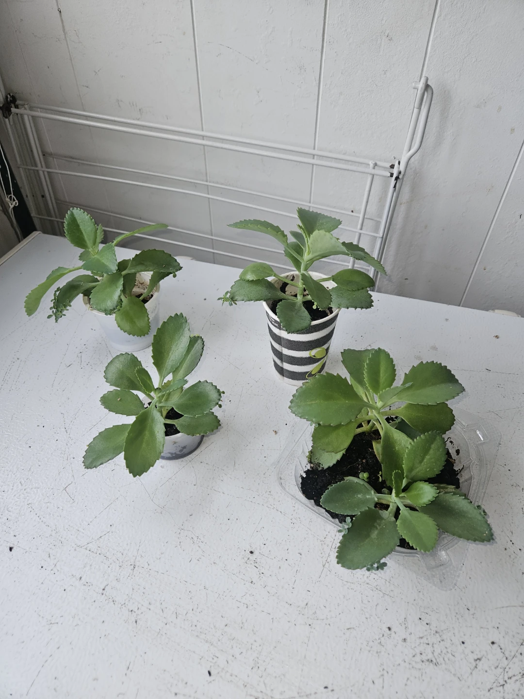 Kalanchoe Pinnata Plants Set of 4