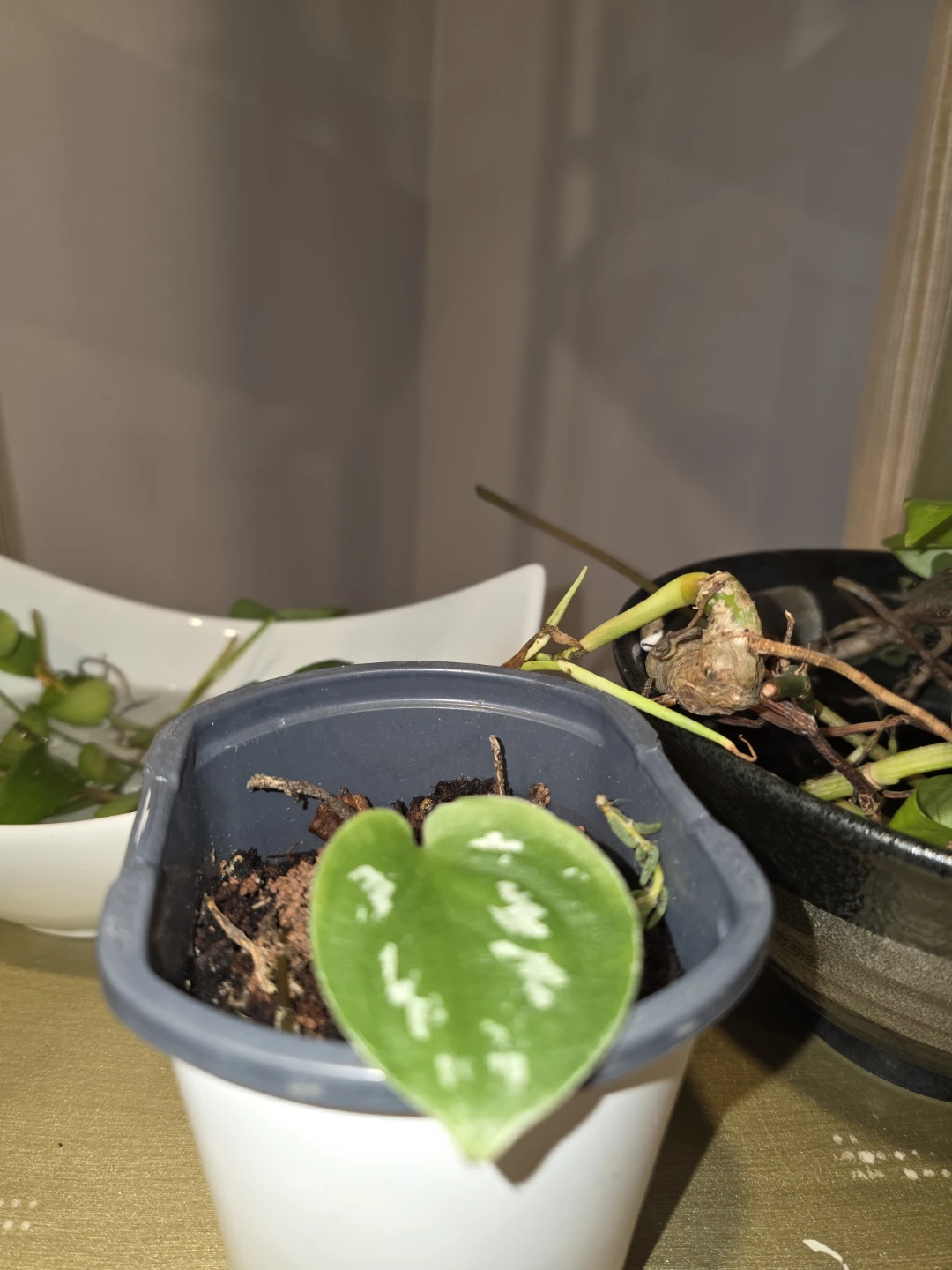 Small Scindapsus Pictus rooted plant. - photo 2