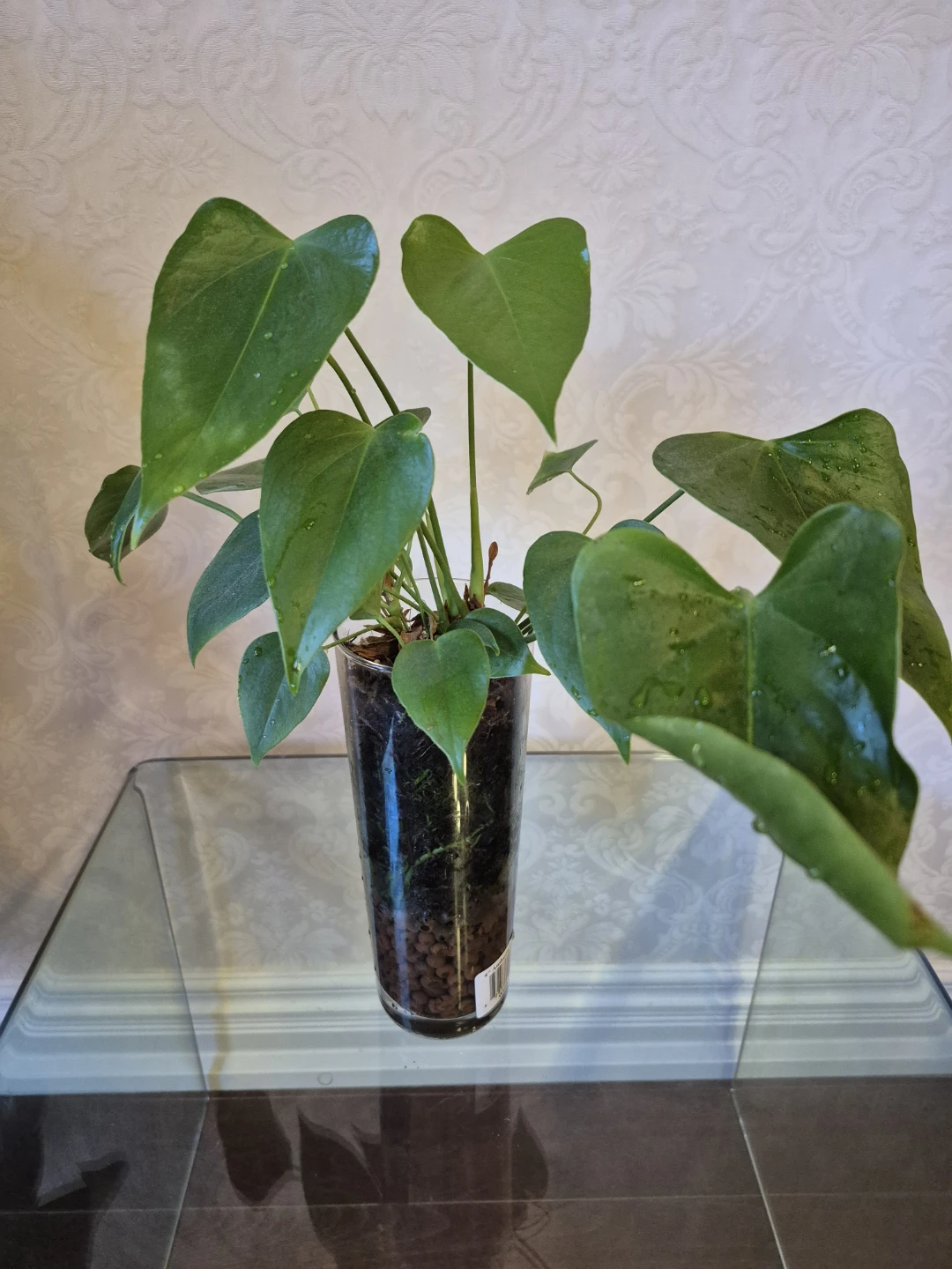 Anthurium plant in glass vase