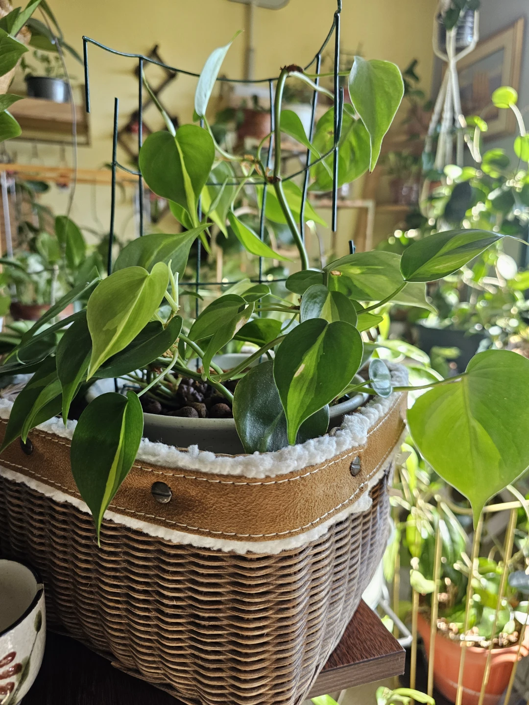 Philodendron Brasil Plant with Trellis and Basket - photo 3