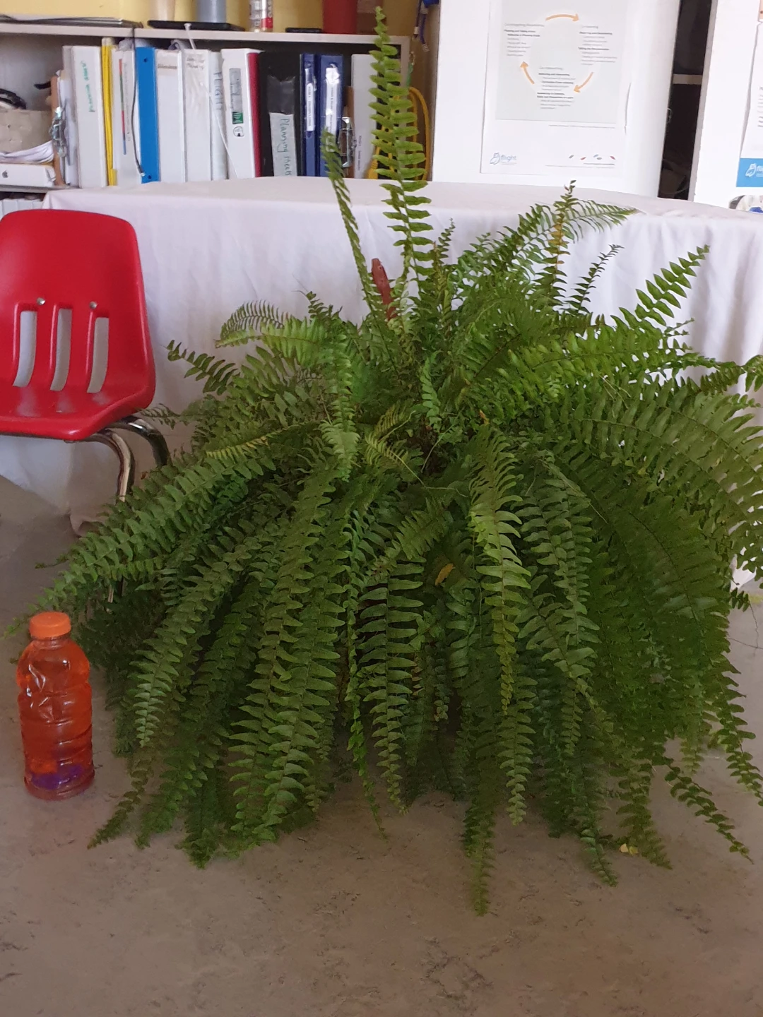 Large hanging Boston fern plant - photo 2