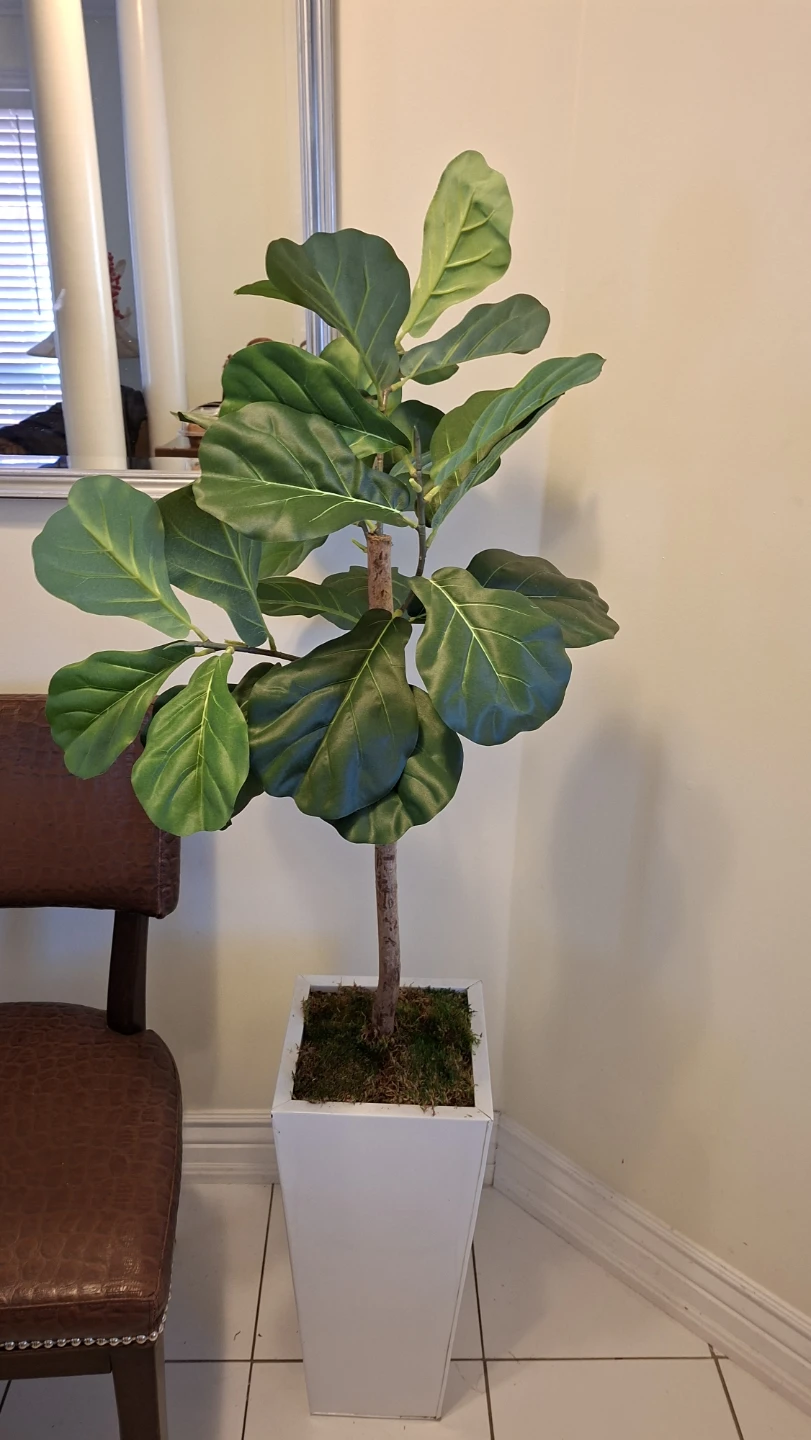 Artificial Fiddle Leaf Fig Plant in White Planter