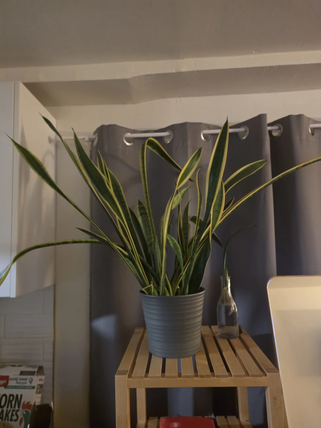 Snake Plant with Grey Pot - photo 3