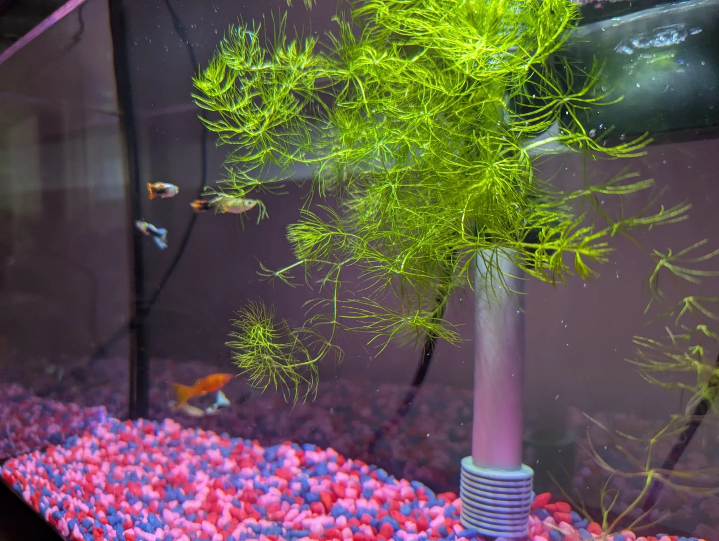 10-Gallon Aquarium Complete Setup - photo 2