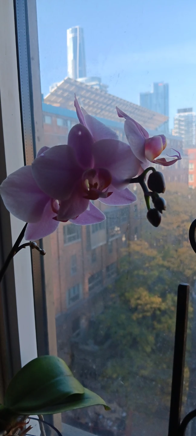 Healthy Phalaenopsis Orchid