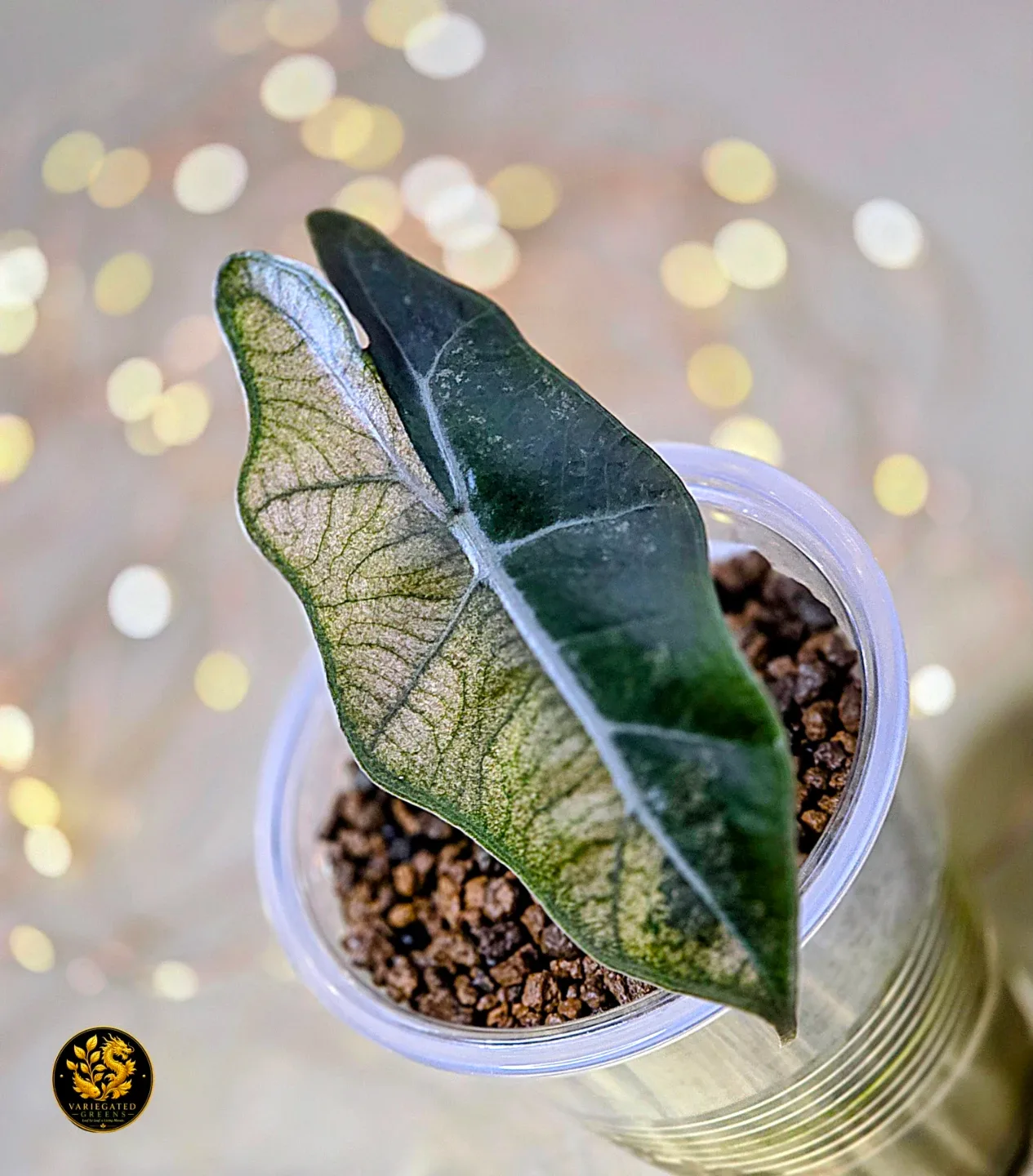 Alocasia pseudosanderiana “Rosewood Divide” - photo 2