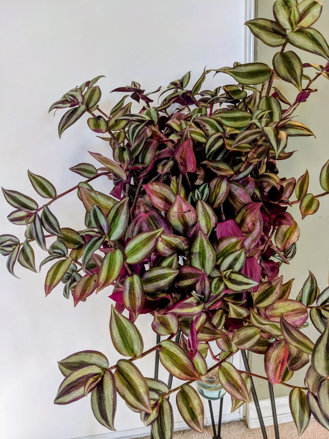 INDOOR/HOUSEPLANT TRADESCANTIA ZEBRINA