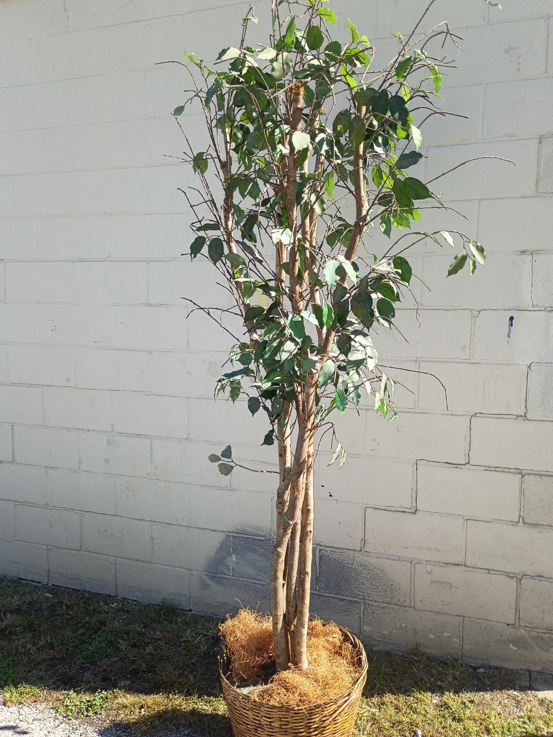 Artificial Ficus Tree in Wicker Basket - photo 5