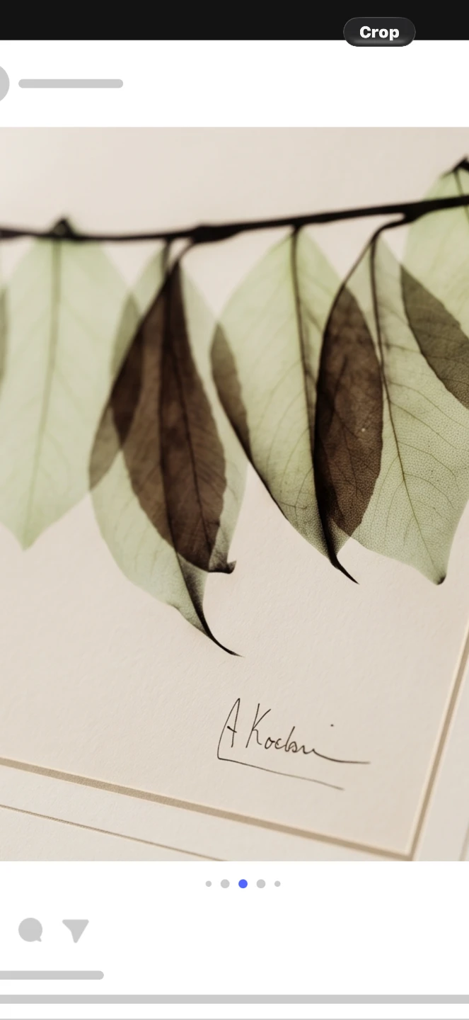 Albert Koetsier Camellia Leaf X-Ray Botanical Art Print - photo 3
