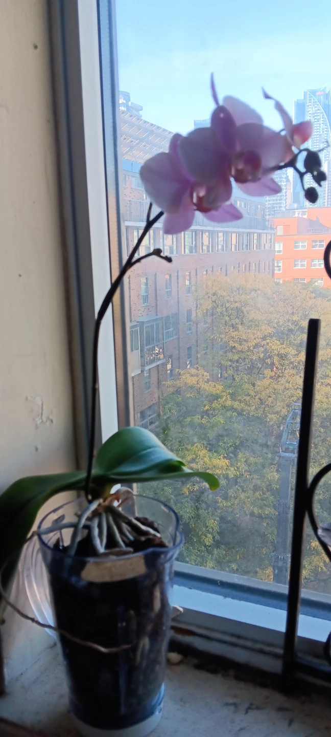 Healthy Phalaenopsis Orchid - photo 3