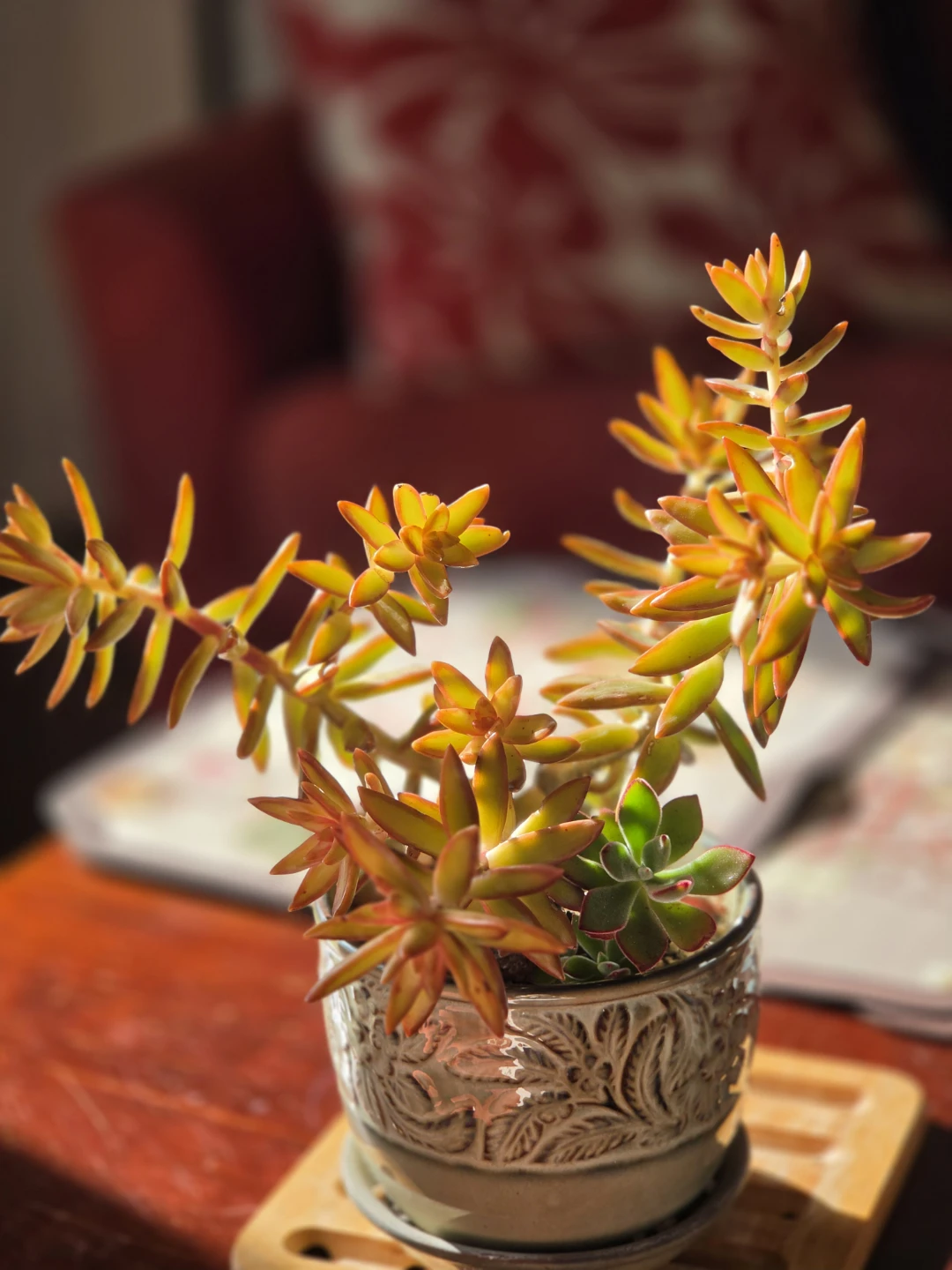 Succulent plants in decorative pot - photo 2
