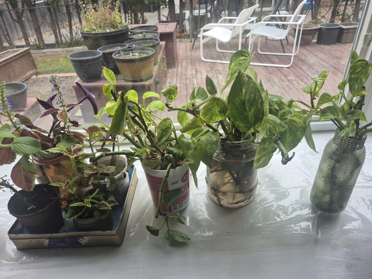 Golden Pothos Cuttings