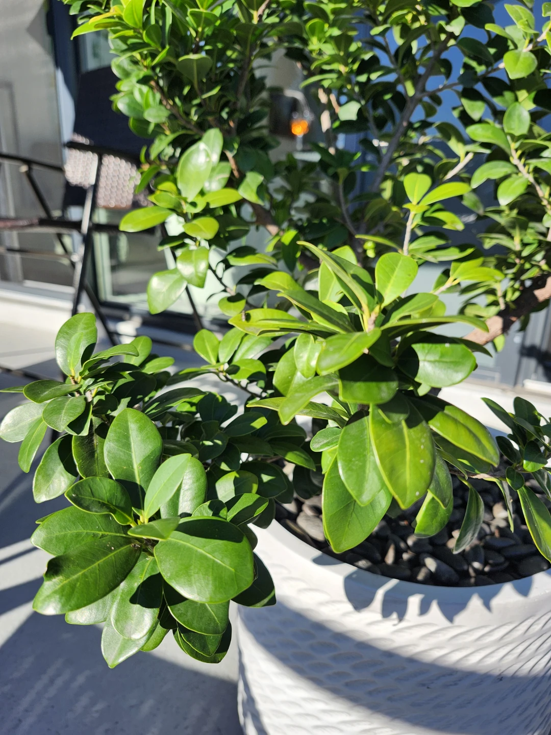 Ficus Ginseng Bonsai Plant in Ceramic Pot - photo 5