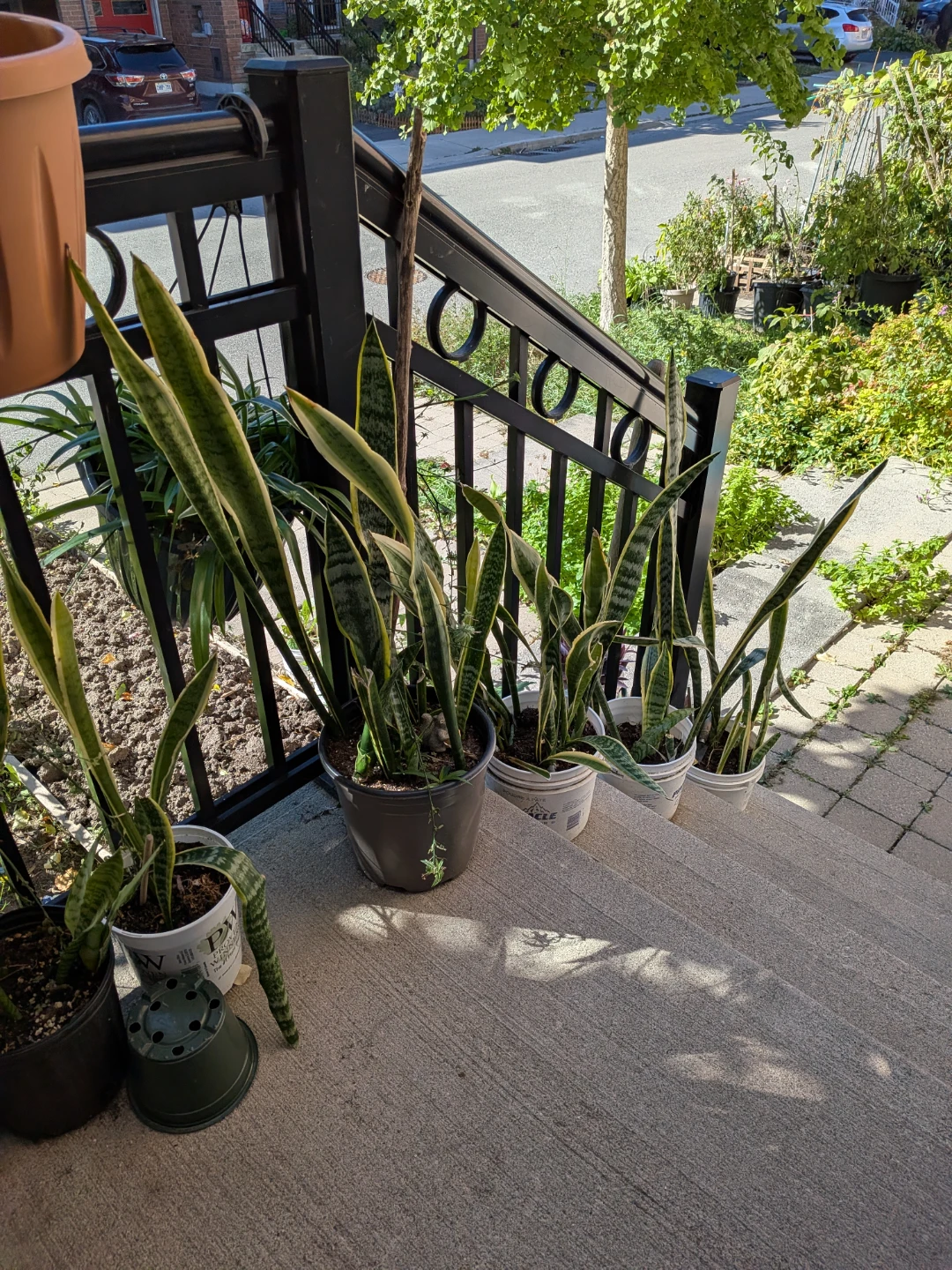 Snake Plants - photo 2