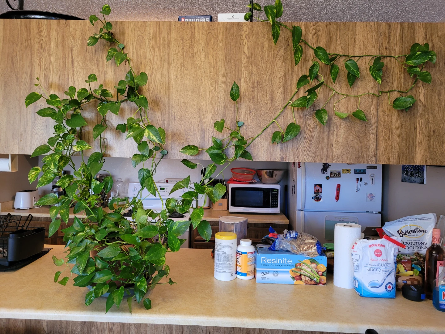 Large Golden Pothos Houseplant - photo 3