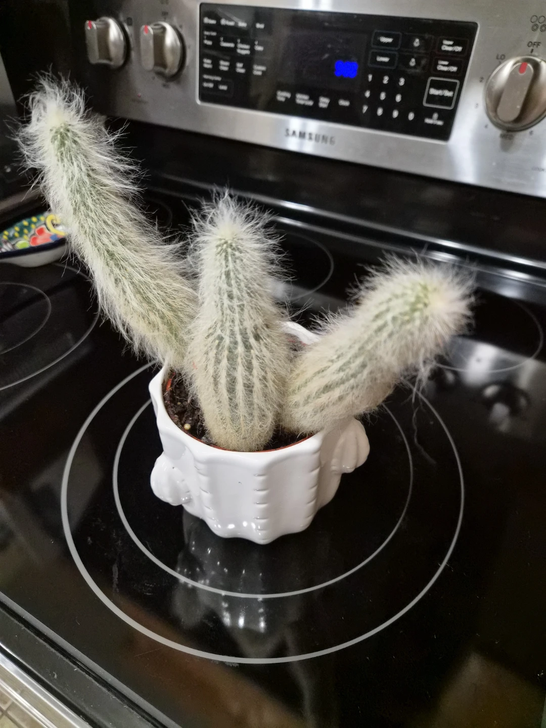 Free Cactus