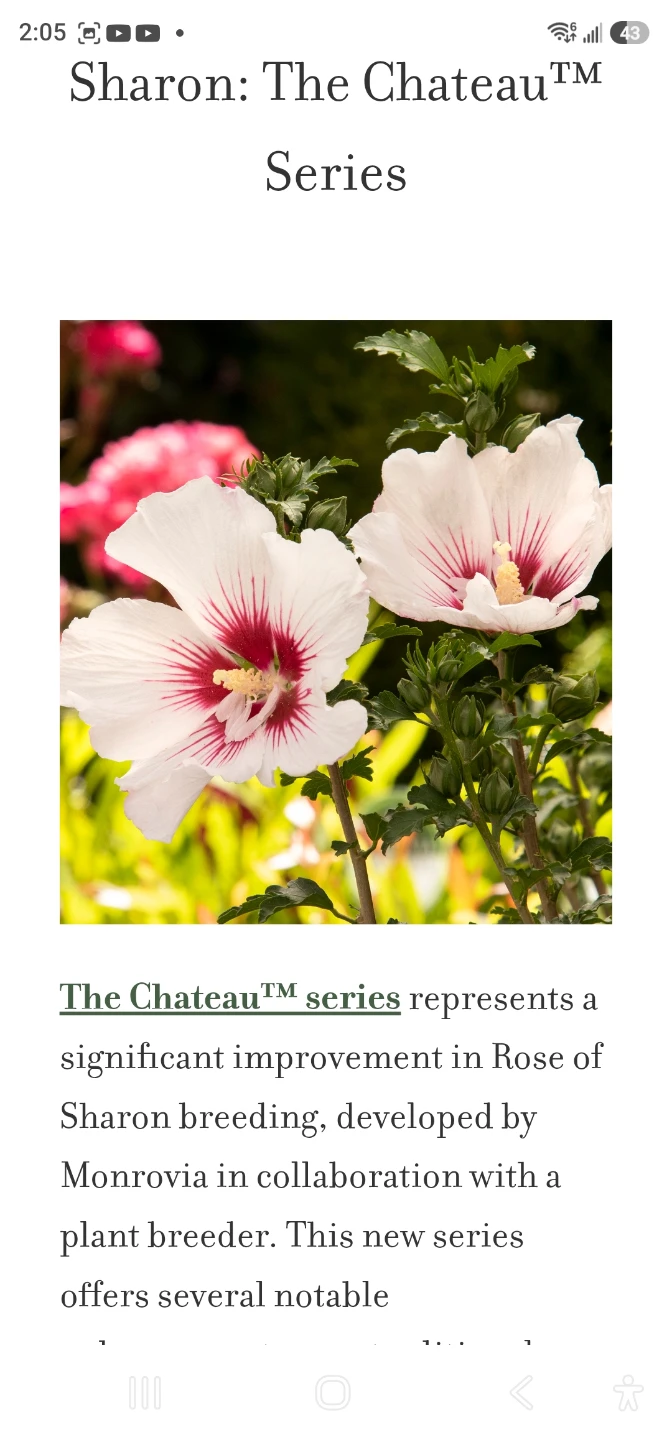 Rose of Sharon Young Shrubs - photo 2