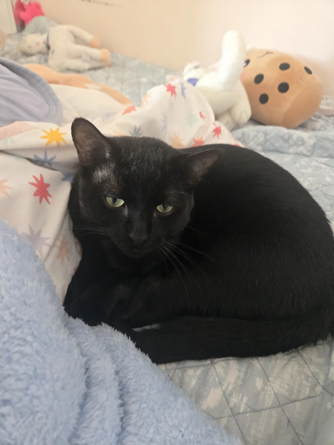 Need some cat supplies for him like a cat tree or toys