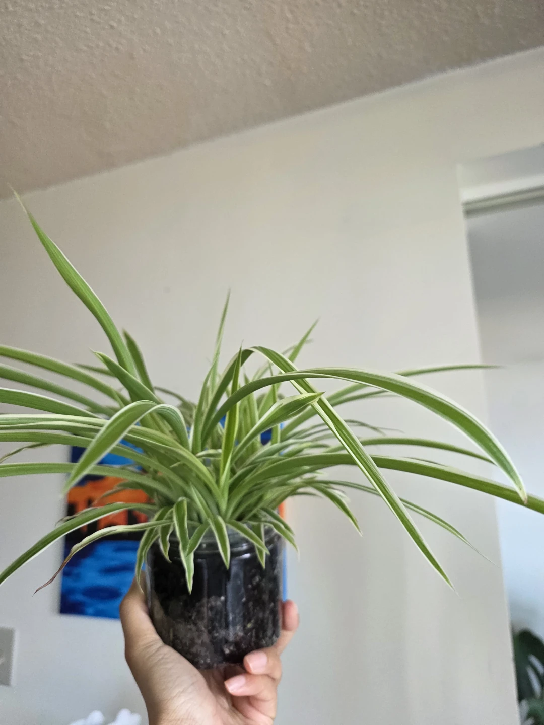 Large Variegated Spider Plant - photo 3