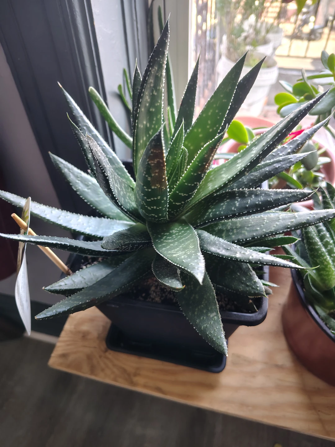 Haworthia Plant in Black Pot $25