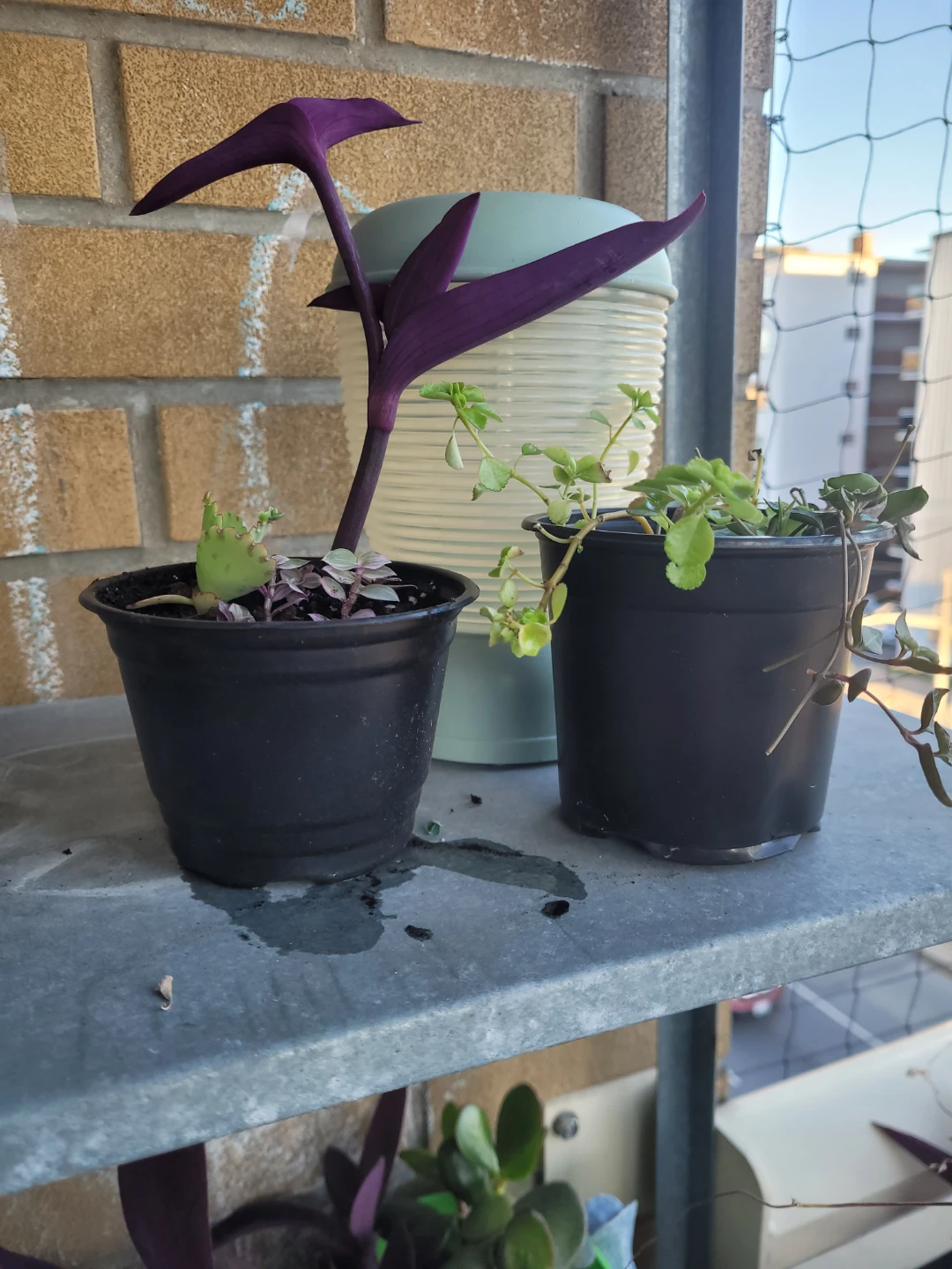 Set of two small potted plants