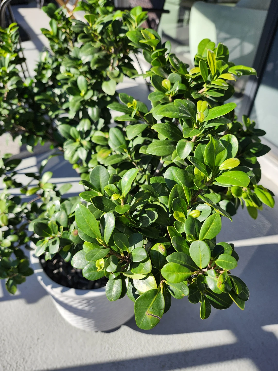 Ficus Ginseng Bonsai Plant in Ceramic Pot - photo 4