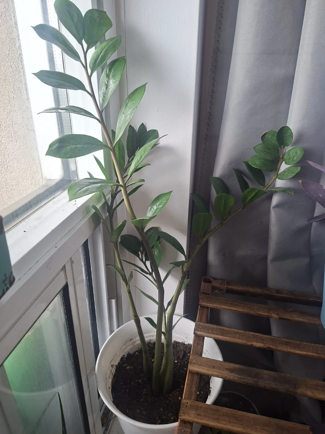 ZZ Plant