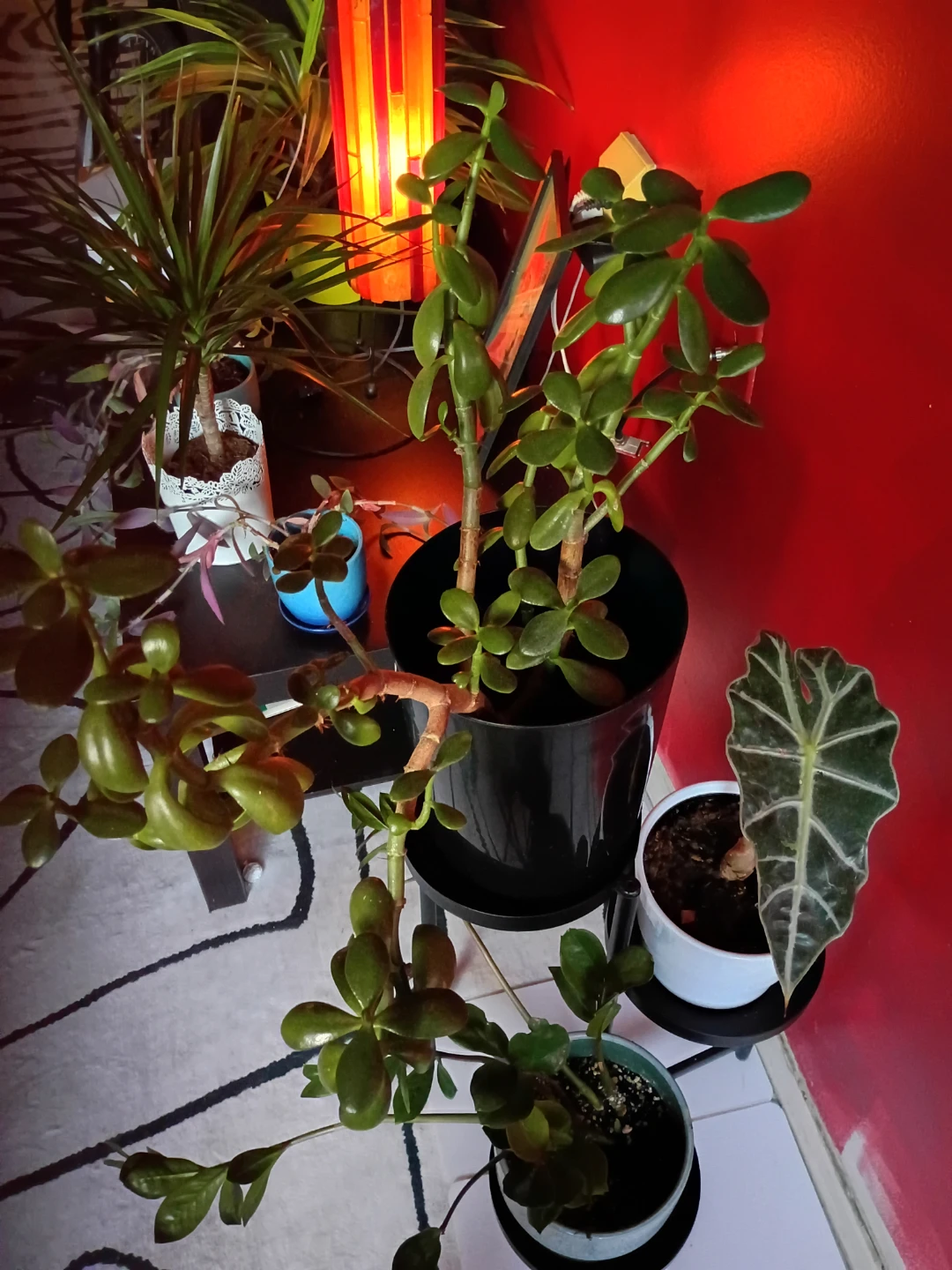 Jade plant and indoor plants with stand - photo 2