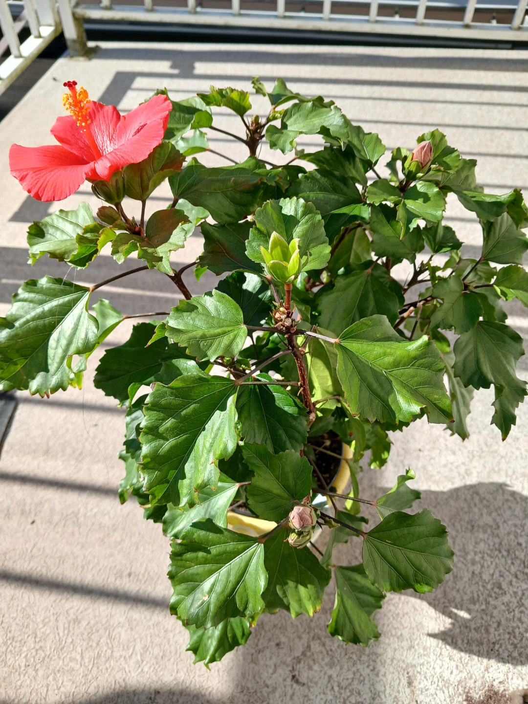 Red Hibiscus Plant in Pot - photo 3