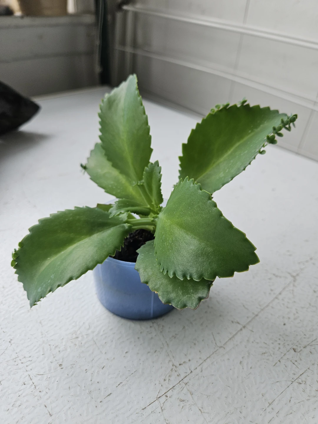 Mother of Thousands Succulent Plant - photo 4