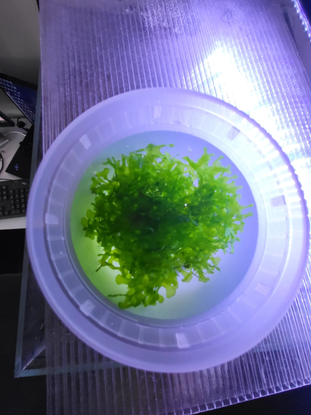 Freshwater Aquarium Subwassertang Plant - photo 2