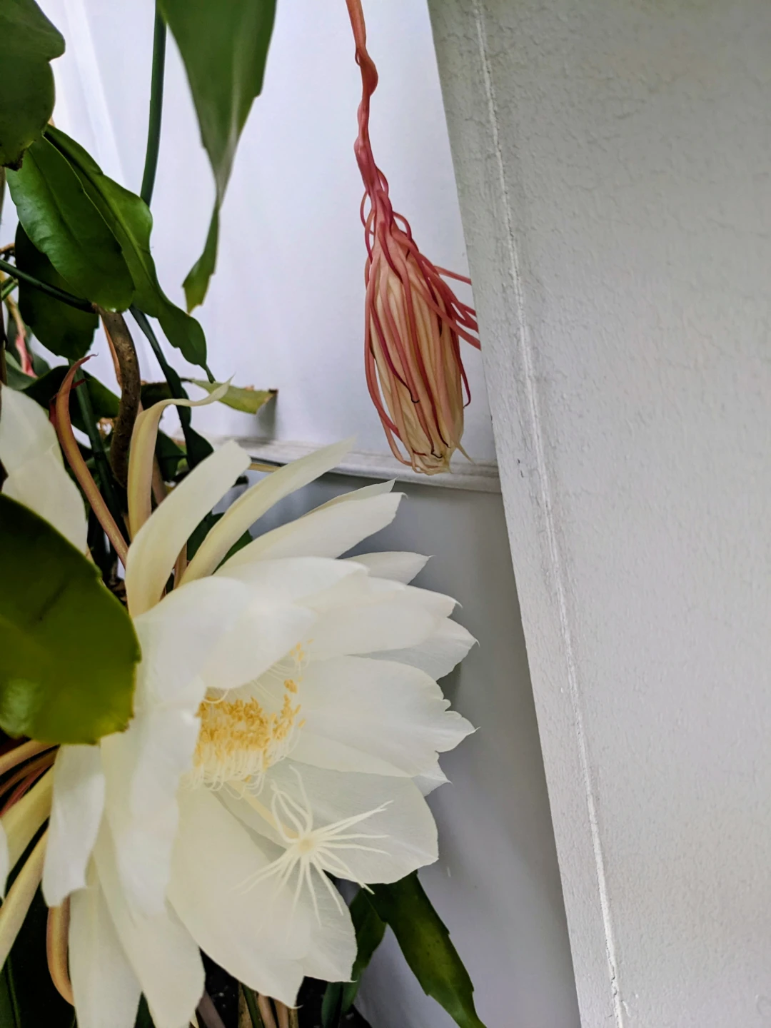 INDOOR/ TROPICAL PLANT ORCHID CACTUS 26"